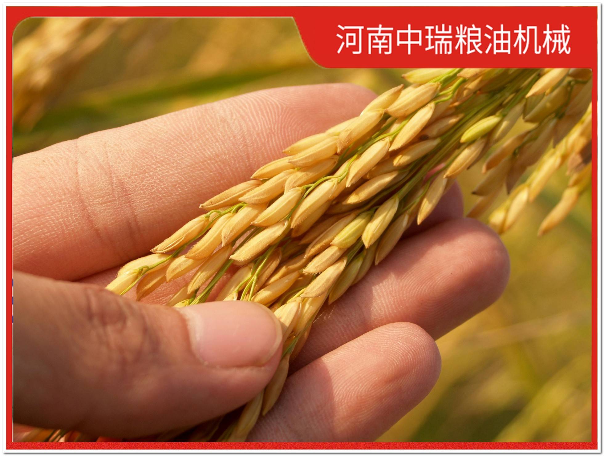 30噸全套雜糧加工機械性價比高廠家，推薦中瑞