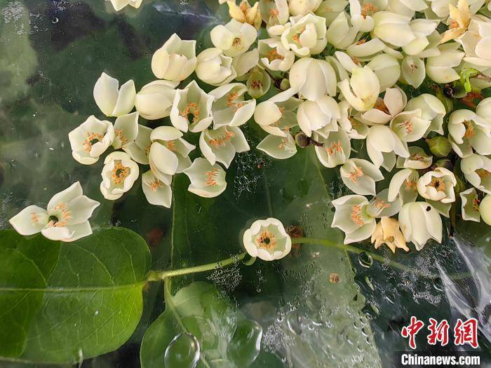 國家一級保護植物豬血木在廣東陽春實現人工擴繁