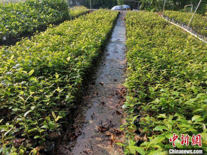 國家一級保護植物豬血木在廣東陽春實現人工擴繁