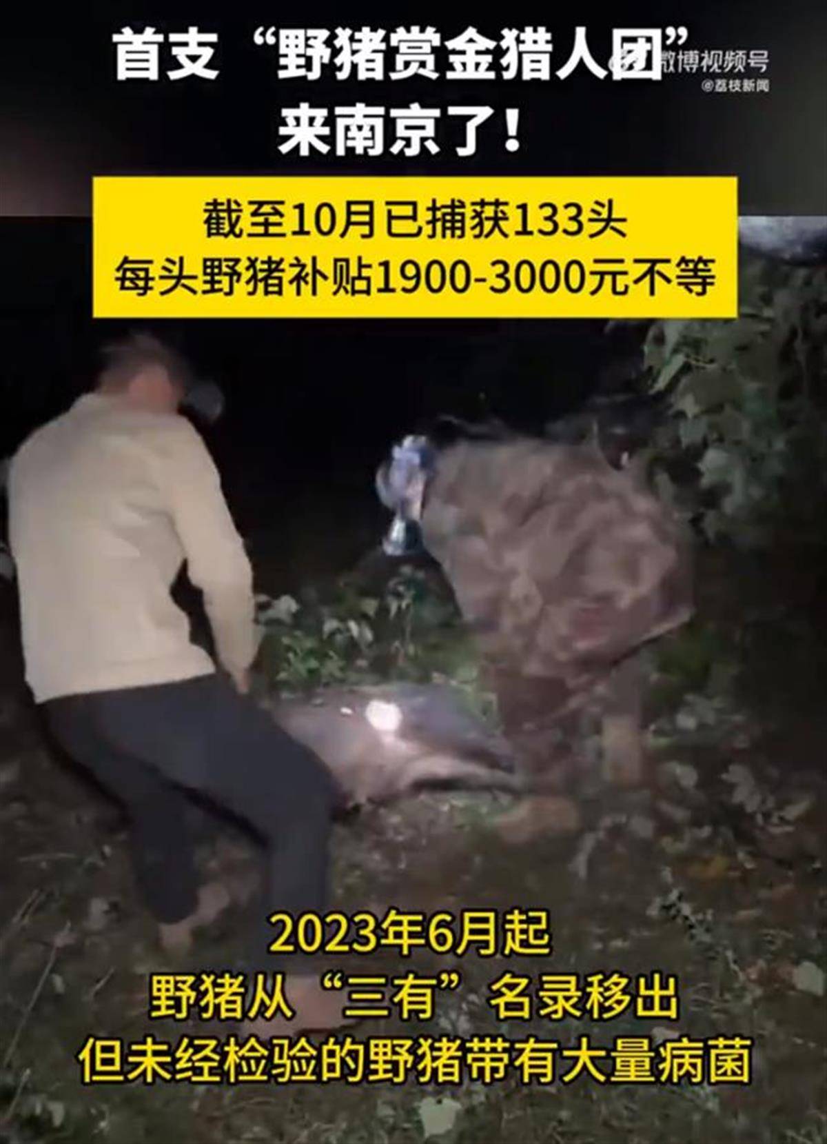 賞金獵人團已在南京捕獲133頭野豬，還差67頭才能拿到每頭二三千元補貼，他們真的很賺錢？