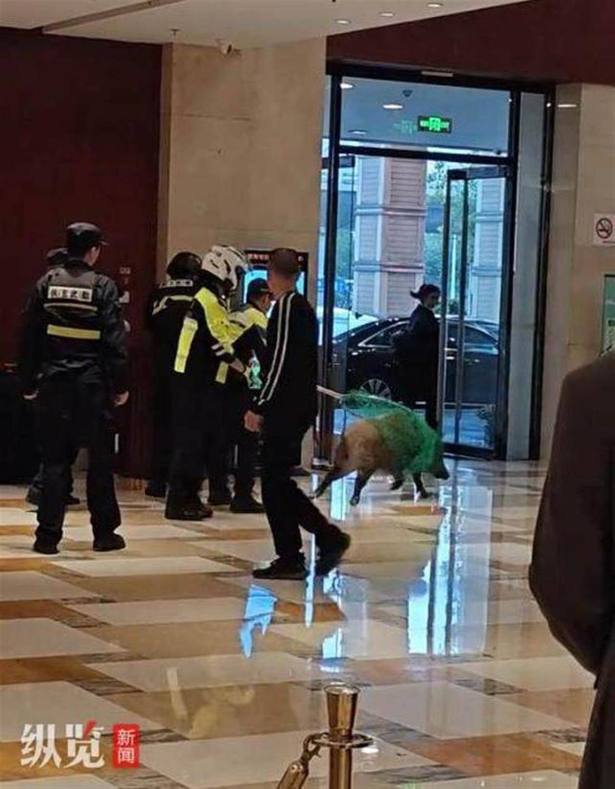 賞金獵人團已在南京捕獲133頭野豬，還差67頭才能拿到每頭二三千元補貼，他們真的很賺錢？
