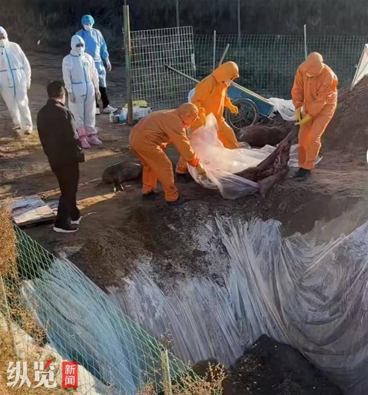 賞金獵人團已在南京捕獲133頭野豬，還差67頭才能拿到每頭二三千元補貼，他們真的很賺錢？