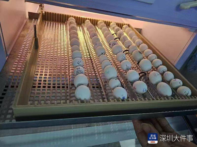 超千枚蛋、案值達700萬！深圳破獲一起走私瀕危鸚鵡蛋大案