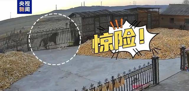 野生東北虎沖撞民宅，有村民被咬傷！當地緊急搜尋