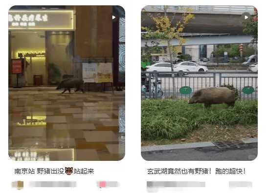 虎、熊、野豬……2024年末為何如此多猛獸下山？