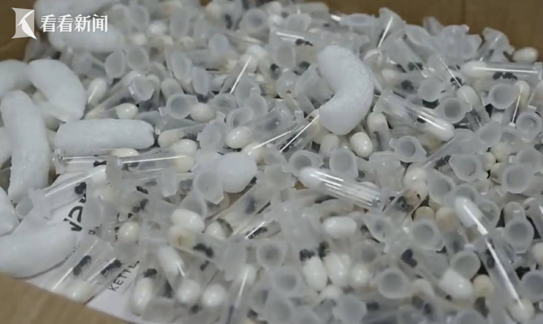 事發上海浦東機場！海關打開裝有電水壺的箱子，竟發現979只活體螞蟻