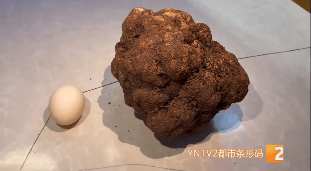 昆明一村民挖到1.7公斤超大松露！“看都看不夠”
