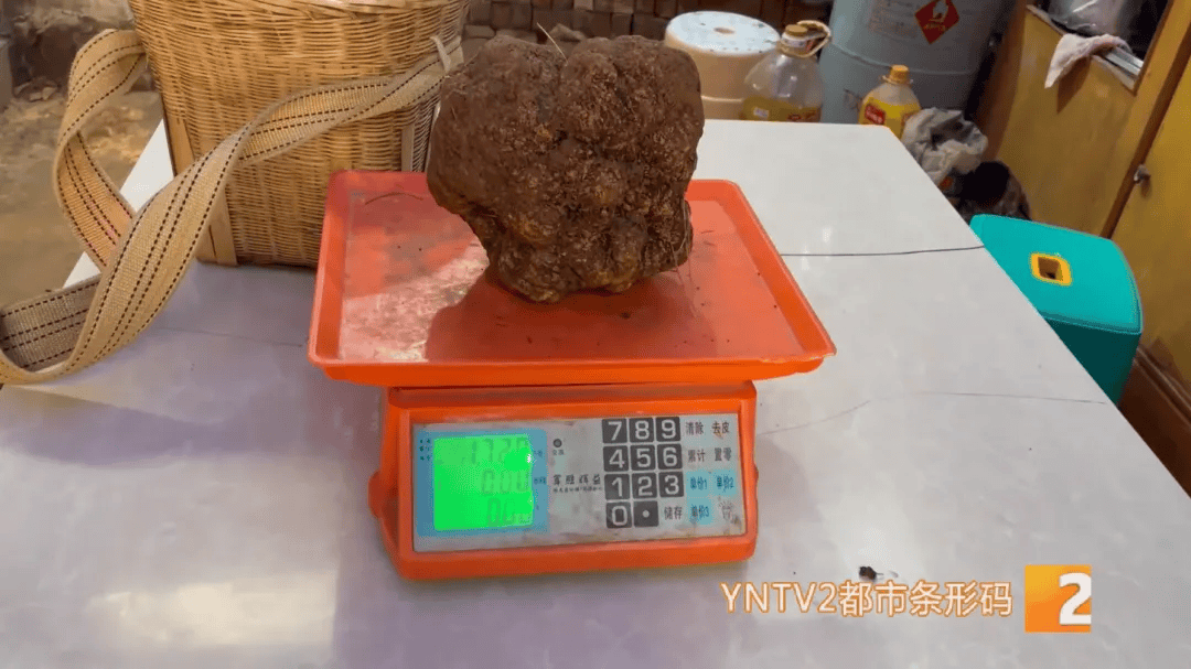 昆明一村民挖到1.7公斤超大松露！“看都看不夠”