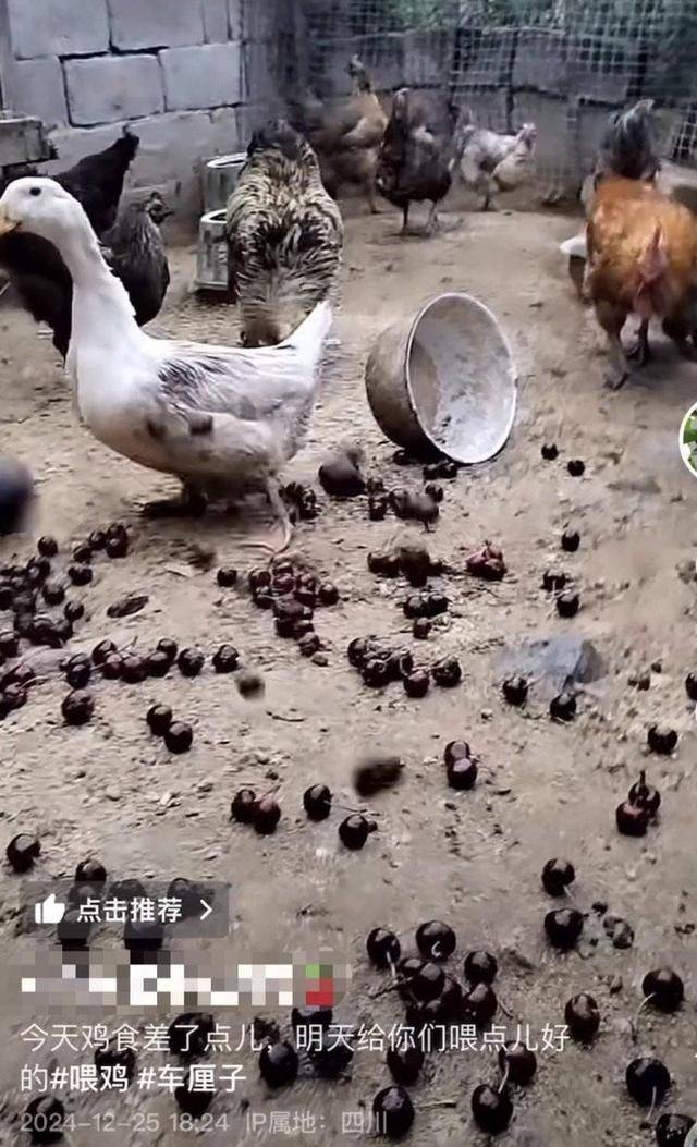 車厘子喂雞惹爭議 四川漢源果農回應：舊視頻，喂雞的是“次果”