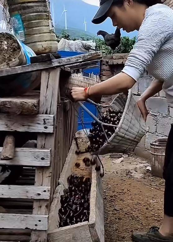 車厘子喂雞惹爭議 四川漢源果農回應：舊視頻，喂雞的是“次果”