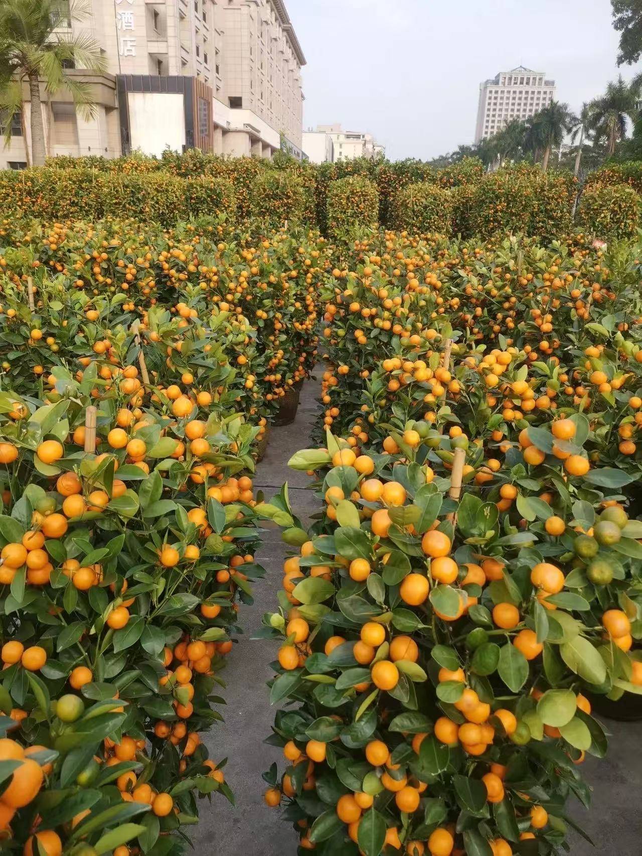 海南候鳥老人: 有人后悔買房 3年賣不掉