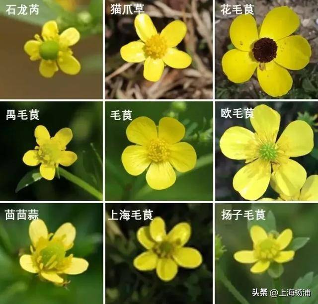 消失多年，突然重現上海！名字大有來頭，上一次發現還是34年前