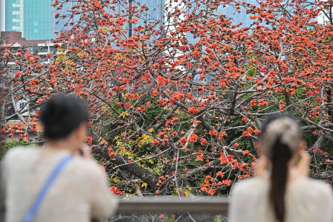 冷空氣+暴雨來襲！廣州低至11℃，就在本周……
