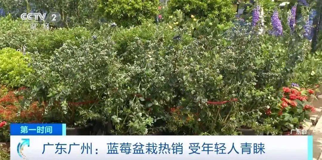 大降價！從100多元一斤到9.9元一盒