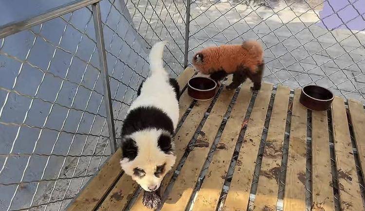 安徽一動物園使用染色狗扮演熊貓展覽 園方回應：被顧客投訴已把染色犬撤走