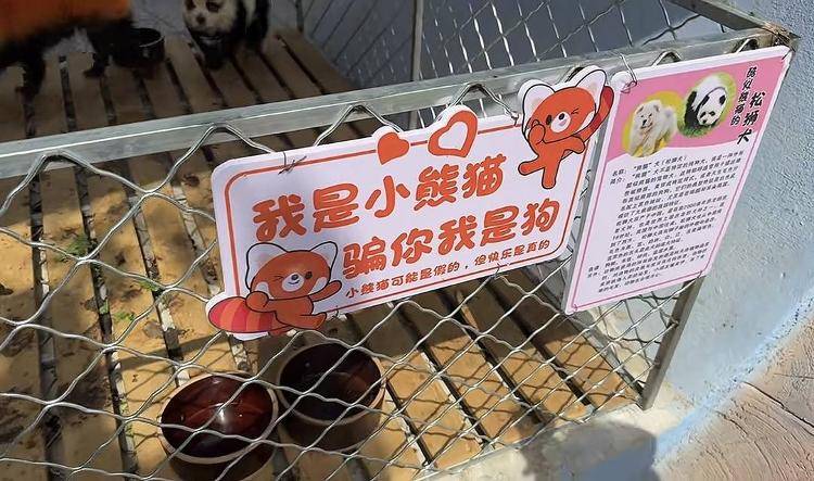 安徽一動物園使用染色狗扮演熊貓展覽 園方回應：被顧客投訴已把染色犬撤走