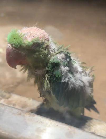 北京動物園一小鸚鵡被拍到頭頂光禿皮膚裸露疑似抑郁，網友直呼心疼，園方回應