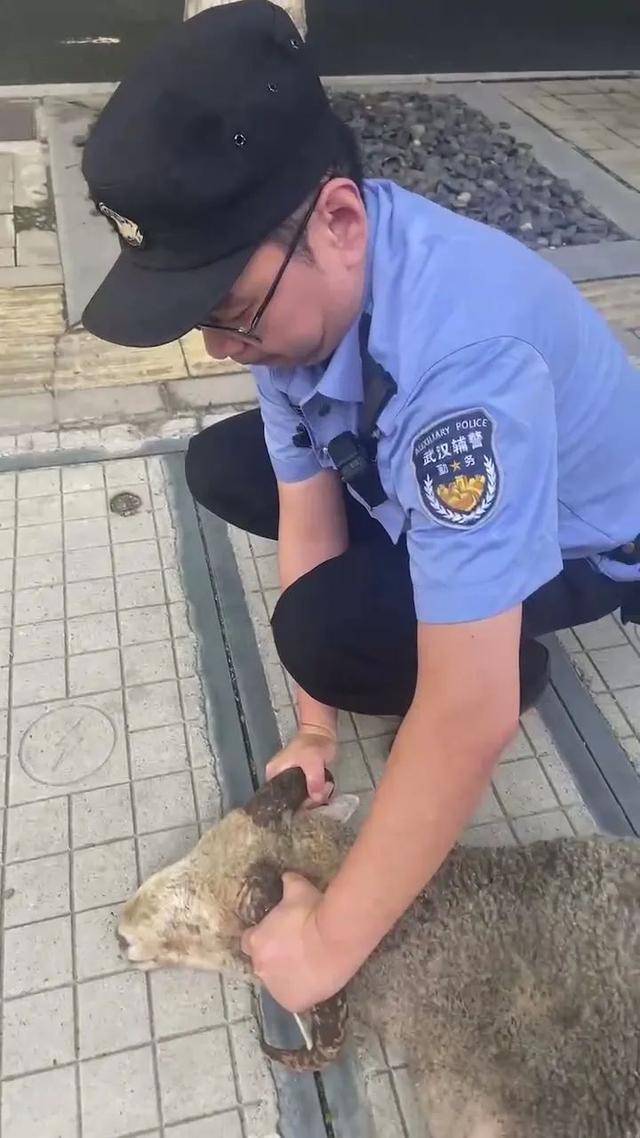 一只大肥羊從燒烤店“逃出生天”后，在漢口鬧市逛街，被多名群眾報警捉回