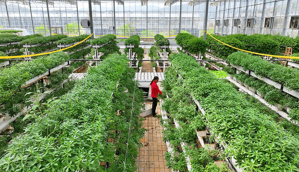 全國政協常委、江西省政協副主席謝茹經濟日報刊文：如何紓解糧菜爭地之困
